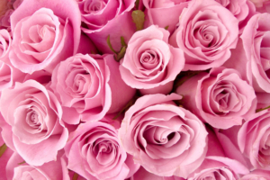 Special Pink Roses195449185 300x200 - Special Pink Roses - Special, Roses, Pink